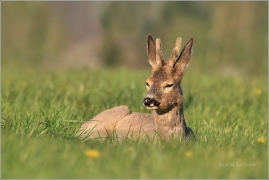 <p>SRNEC OBECNÝ (Capreolus capreolus) Šluknovsko - Jiříkov (European roe deer / Europäisches Reh</p>